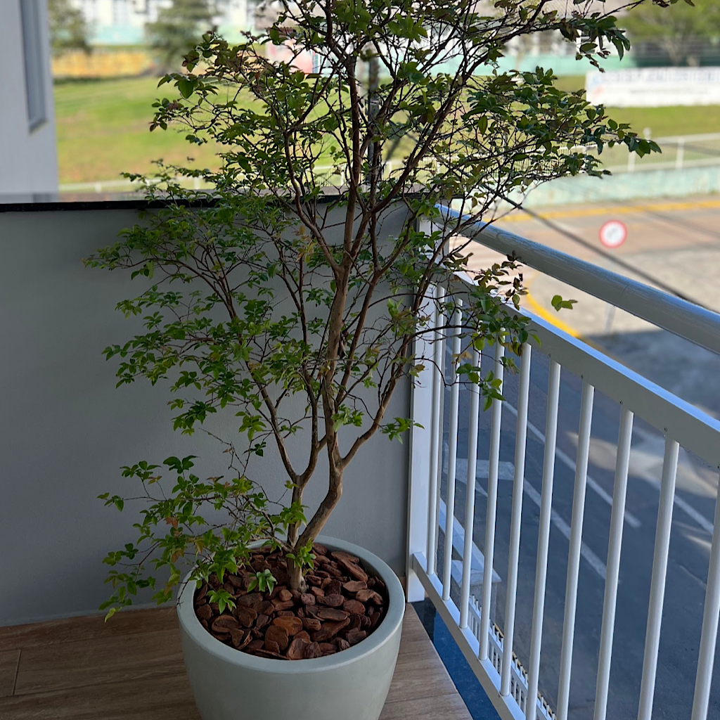 Muda De Jabuticaba Sabar Vaso Flor