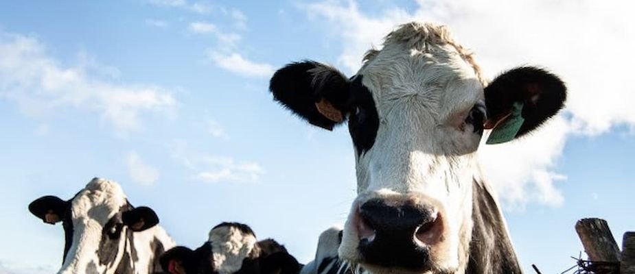 Como iniciar uma criação de gado de leite e se tornar produtor?