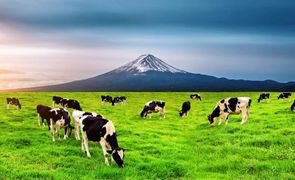 vacas pastando