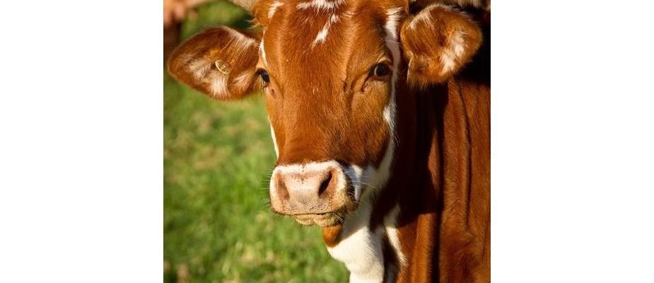 Como saber a quantidade de leite que sua vaca produz?