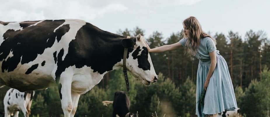 Rampas ou degraus: Saiba a melhor escolha para suas vacas