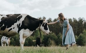vaca no campo