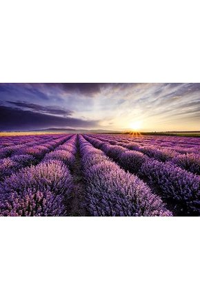 Poster grande lavender field 95x65 34440 - 1266802