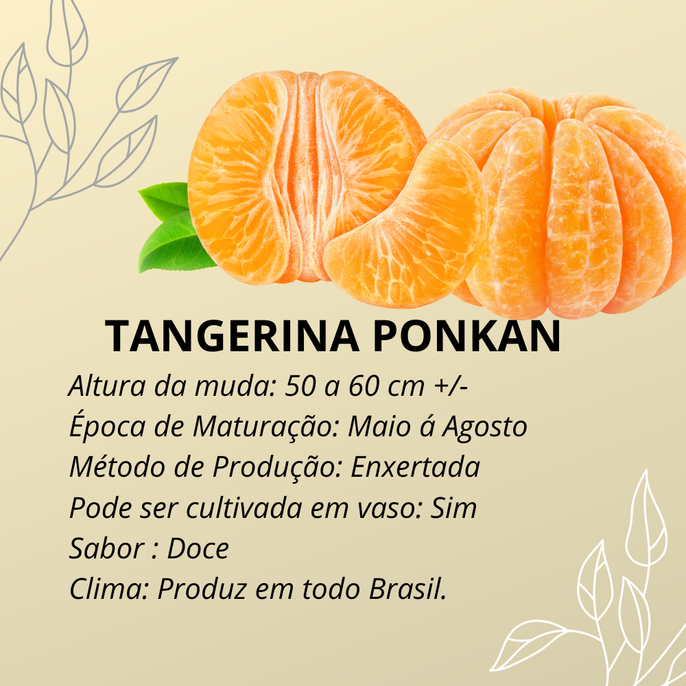 Muda Produzindo De Tangerina Ponkan Enxertada