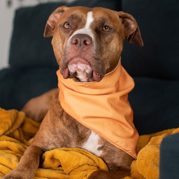 Dog face on sale bandana