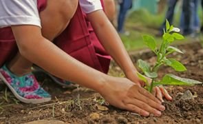 Como ensinar crianças sobre o meio ambiente na educação infantil