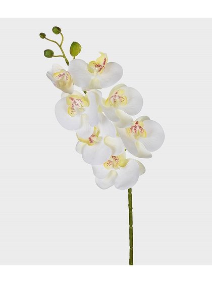 orquidea branco lili casa e construcao