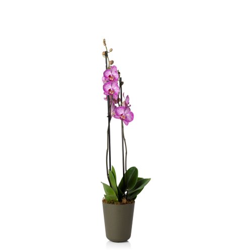 plantado orquidea basalto