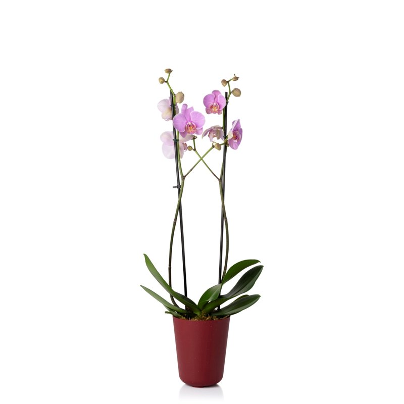 plantado orquidea geleia