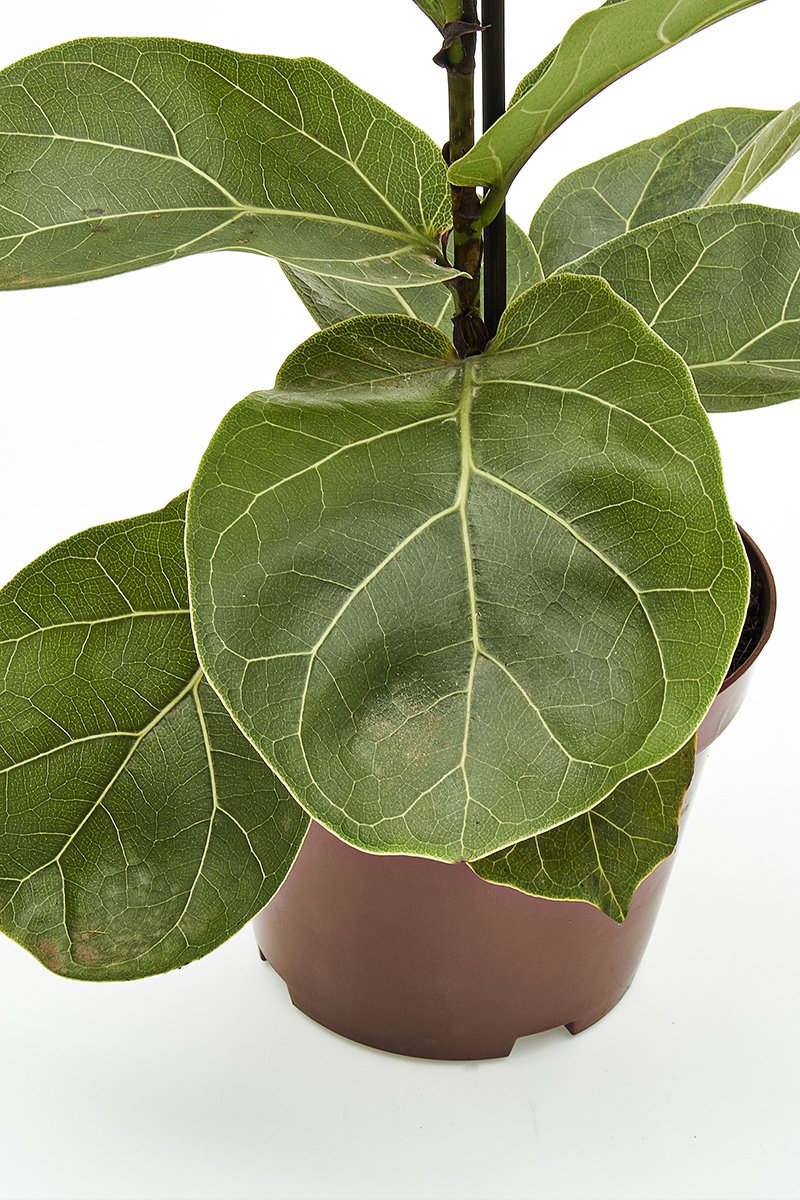 Ficus Lyrata Bambino