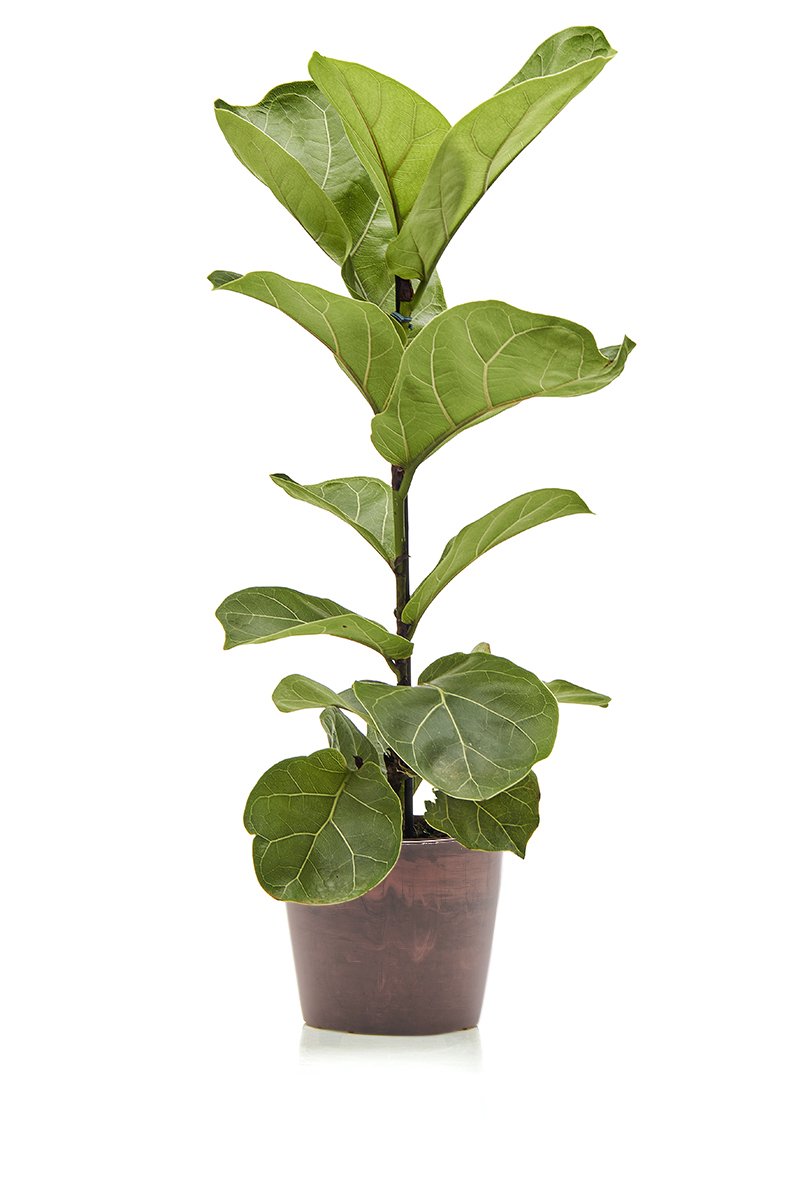 Ficus Lyrata Bambino