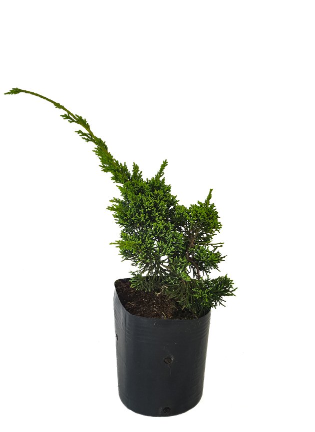 Shimpaku Juníperus chinensis “sargentii”