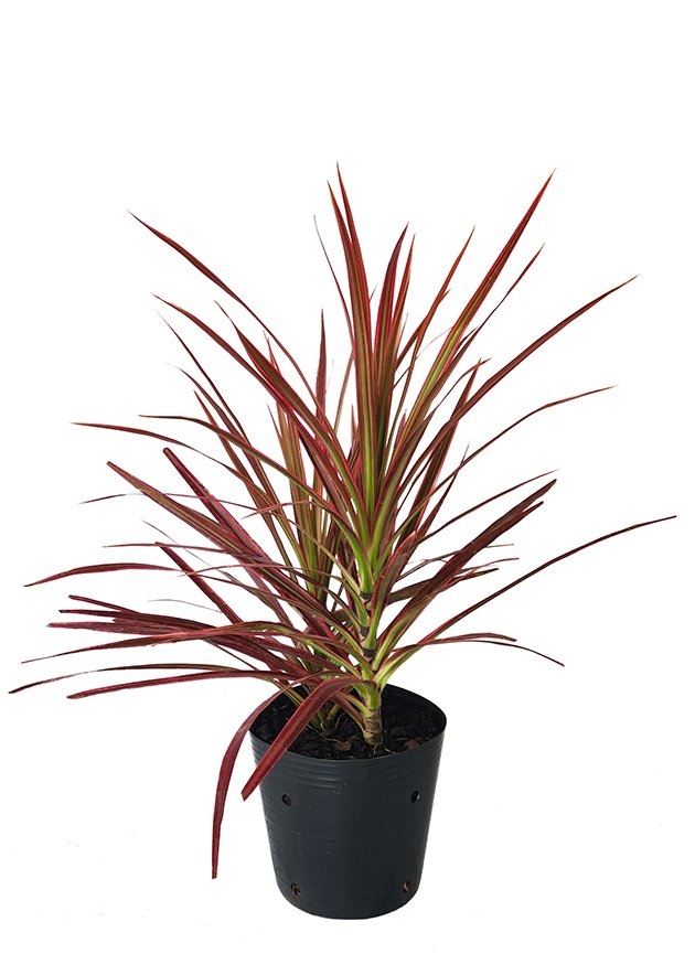 Tricolor Dracaena Marginata