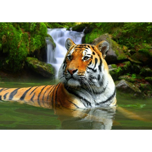 Quadros Decorativo Leão e Tigre 3D Kit com 2 Quadros