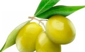 muda de oliveira azeitona produzindo mondini plantas