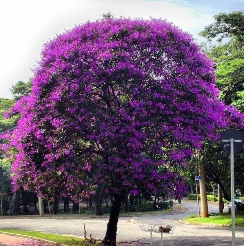 Muda de Quaresmeira Muda de Quaresmeira