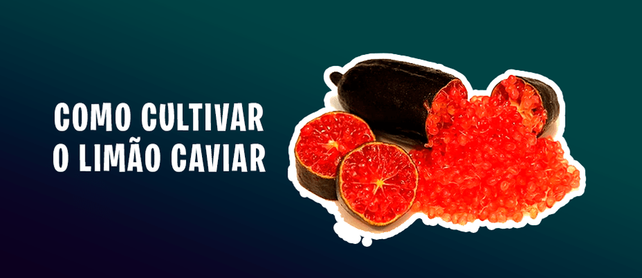 Como Cultivar Limão Caviar