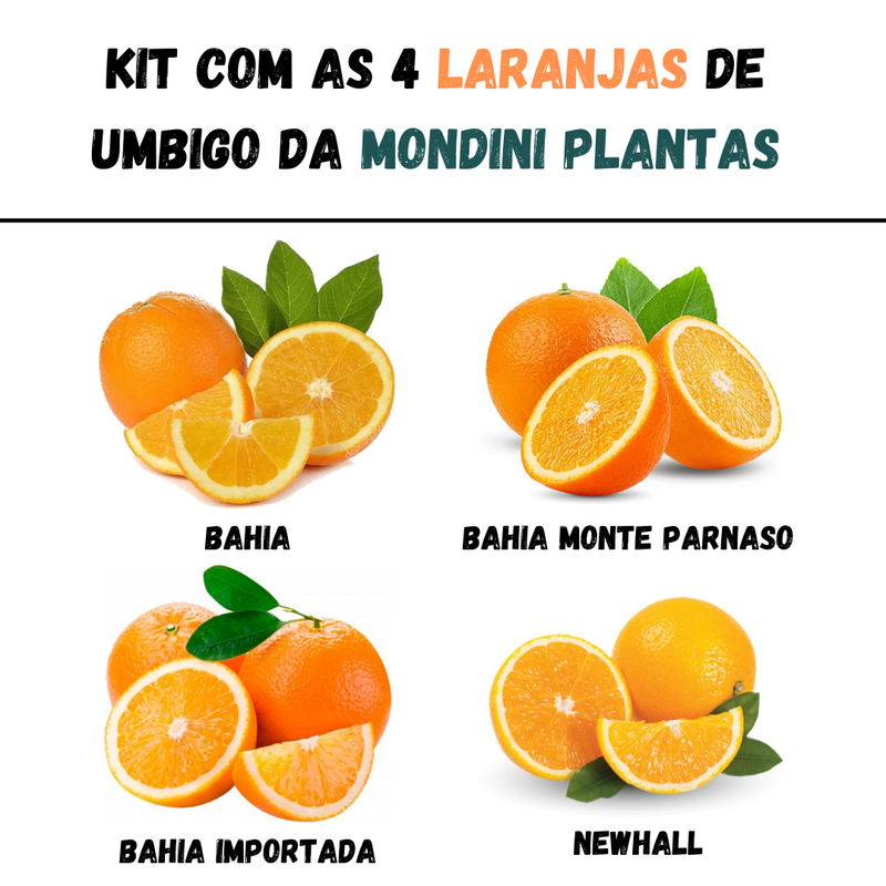 kit com as 4 laranjas de umbigo da mondini plantas