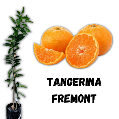 muda de tangerina fremont enxertada