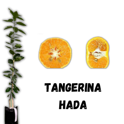 muda de tangerina hada enxertada