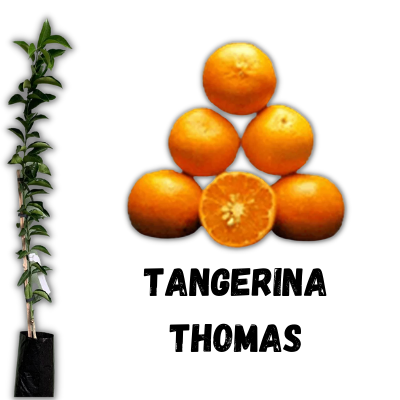 muda de tangerina thomas enxertada