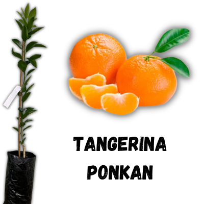 muda de tangerina ponkan enxertada