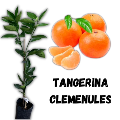 muda de tangerina clemenules enxertada