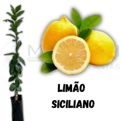 limao siciliano enxertado