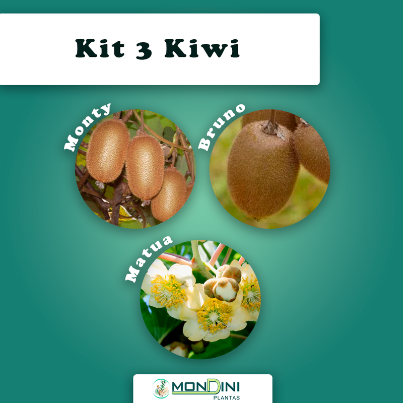 Kit com 3 mudas de kiwi matua monty bruno