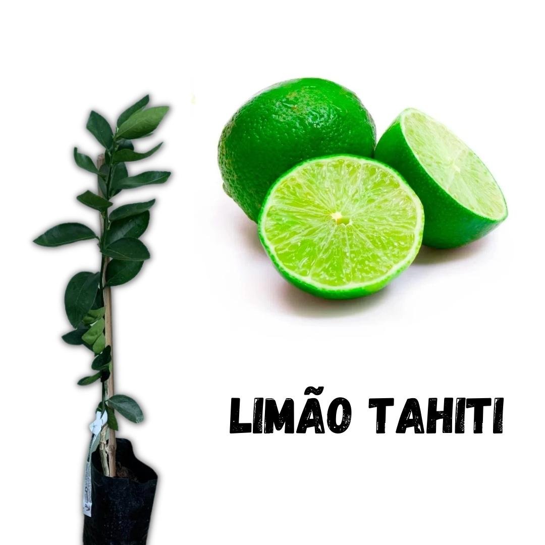 Muda de Limão Tahiti Enxertada