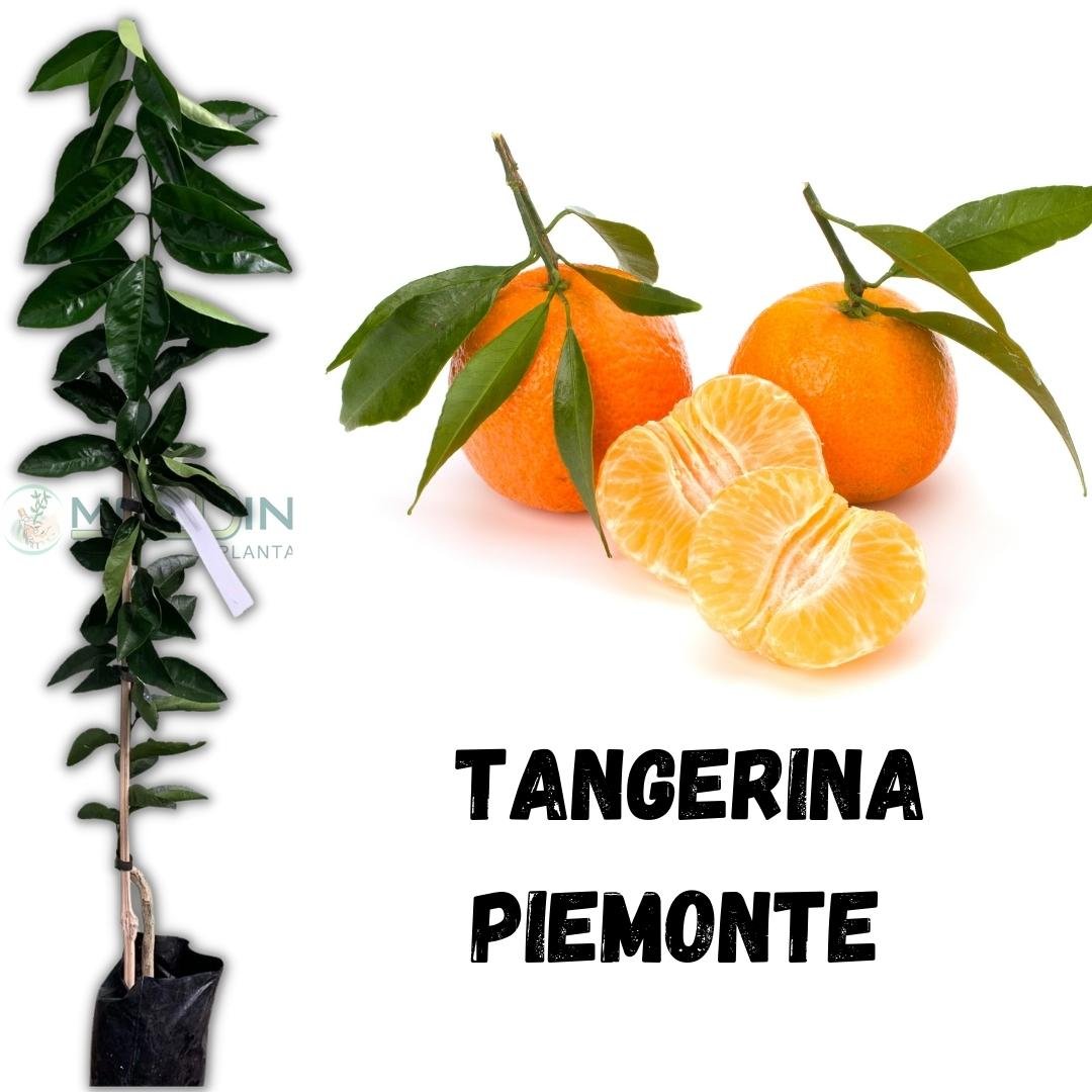 Muda de Tangerina Piemonte Enxertada