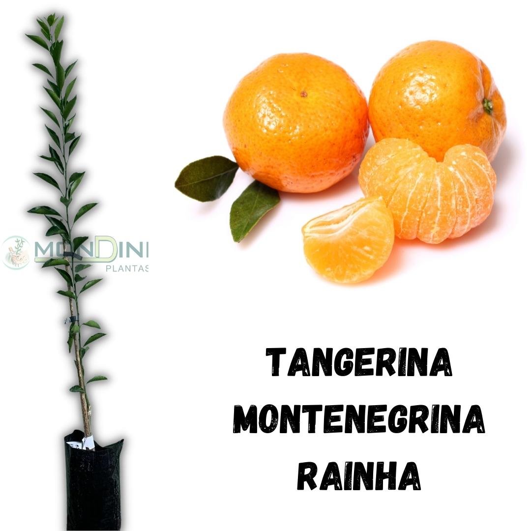 Muda de Tangerina Montenegrina Rainha Enxertada