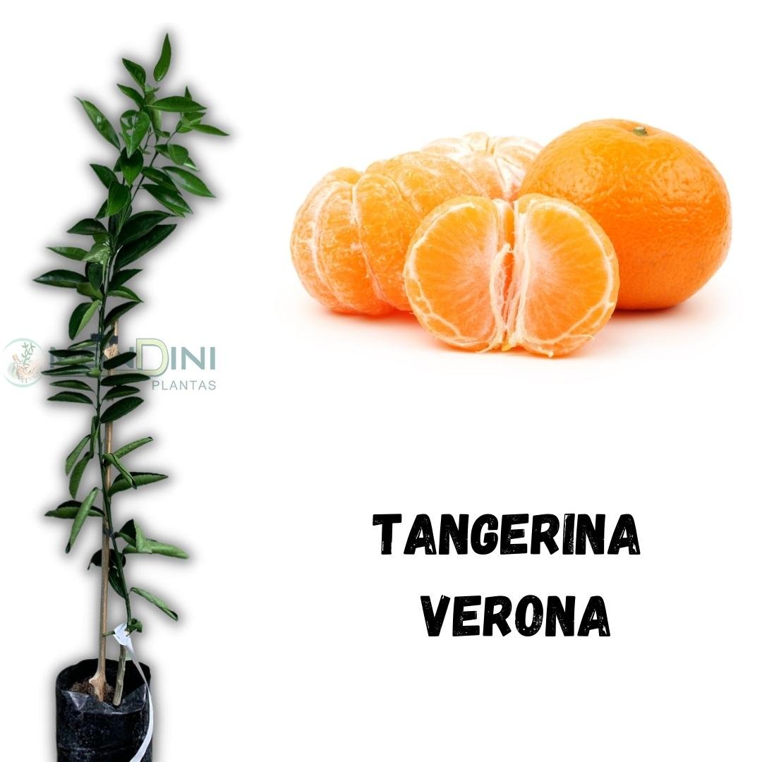 Muda de Tangerina Verona Enxertada