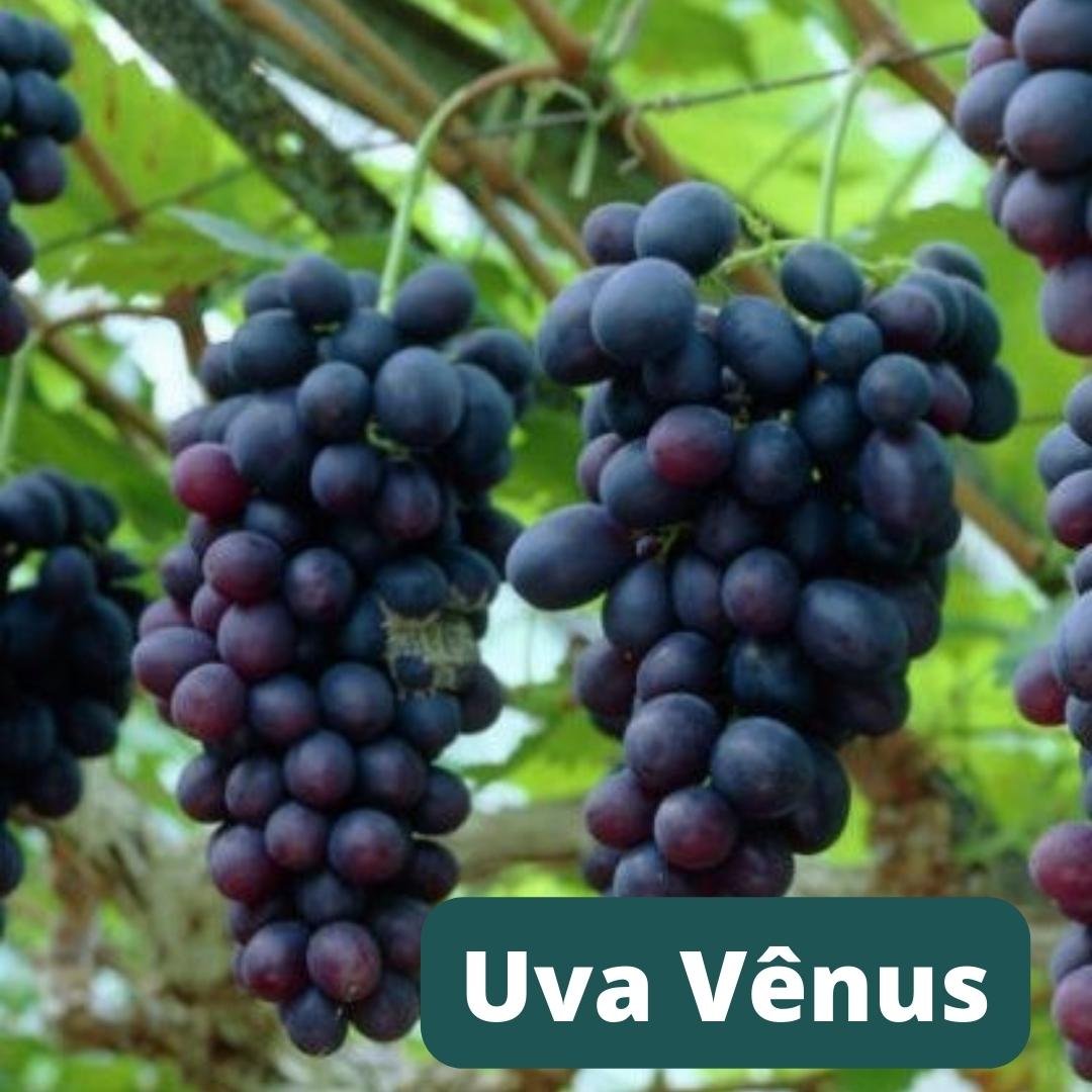Muda de Uva Vênus Enxertada
