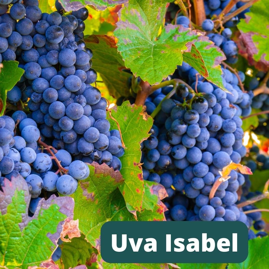Muda de Uva Isabel Enxertada