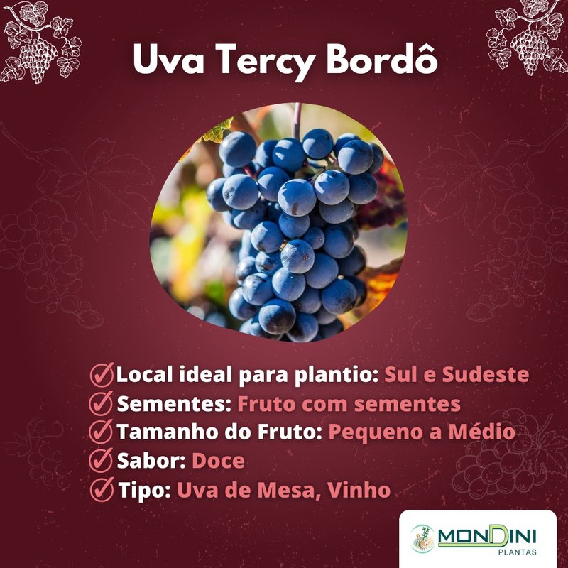 Kit com 10 Mudas Tercy Bordo Enxertadas Kit com 10 Mudas Tercy Bordo Enxertadas
