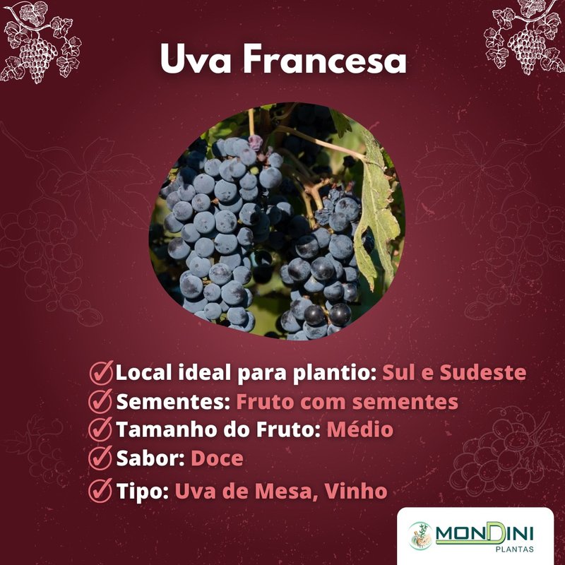 Kit com 7 Mudas de Uvas da Mondini Plantas Kit com 7 Mudas de Uvas da Mondini Plantas