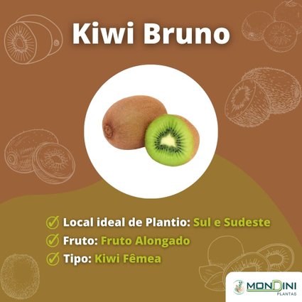 Muda de Kiwi Bruno Enxertada