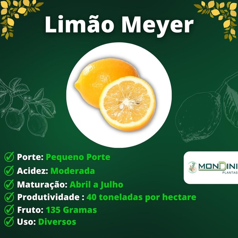 Frutiferas Diversas Enxertadas Frutiferas Diversas Enxertadas