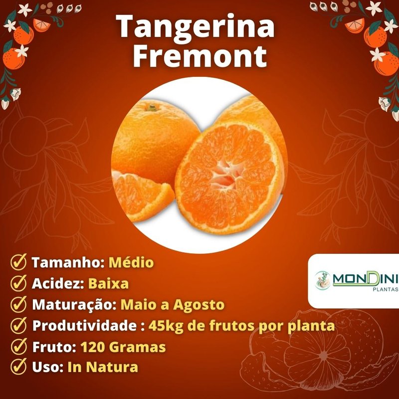Kit 2 Tangerinas Piemonte e Fremont Kit 2 Tangerinas Piemonte e Fremont