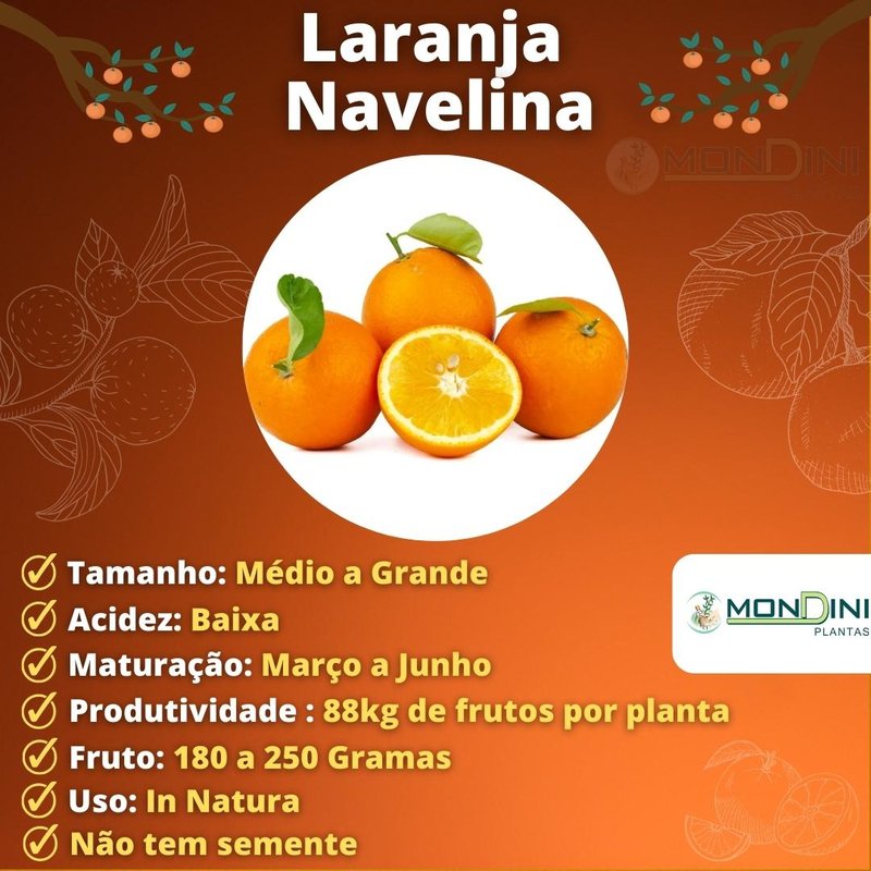 Kit com 4 Mudas Cítricas Enxertadas Kit com 4 Mudas Cítricas Enxertadas