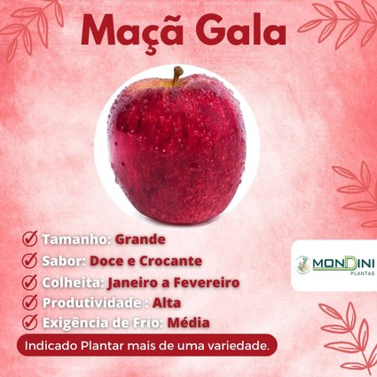 Muda de Maçã Gala Enxertadas Mondini Plantas