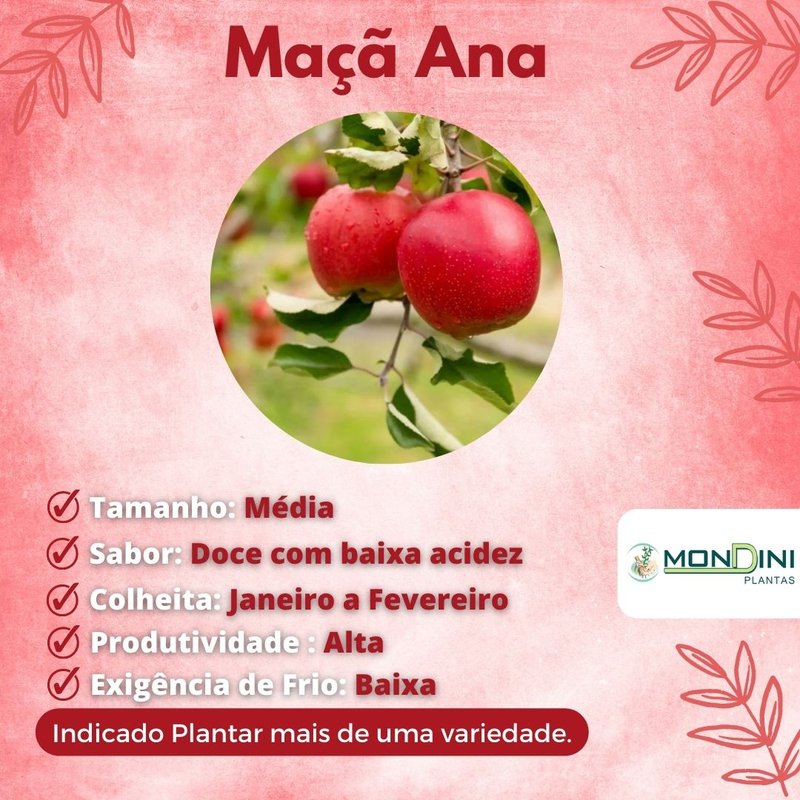 Muda Maçã Ana Enxertada Muda Maçã Ana Enxertada