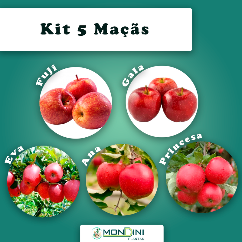 Kit com 5 Maça Enxertada: maça Fuji, maça Gala, maça Princesa, maça Ana, maça Eva Kit com 5 Maça Enxertada: maça Fuji, maça Gala, maça Princesa, maça Ana, maça Eva