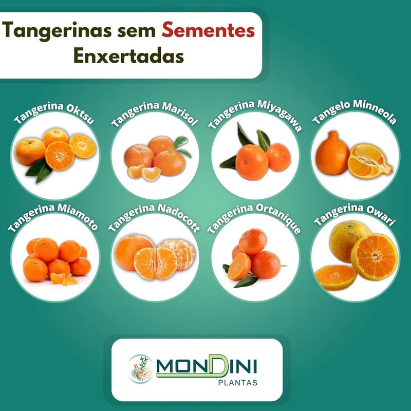 tangerinas sem sementes enxertadas