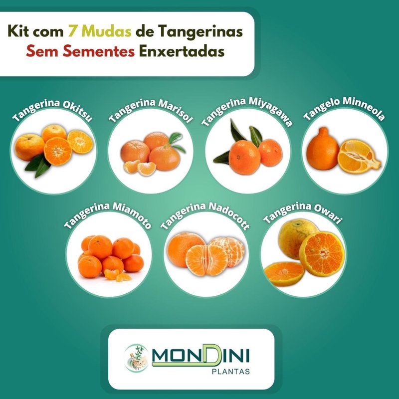 tangerinas sem sementes