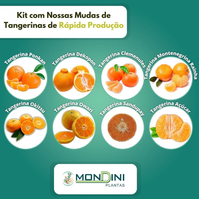 tangerinas rapida producao