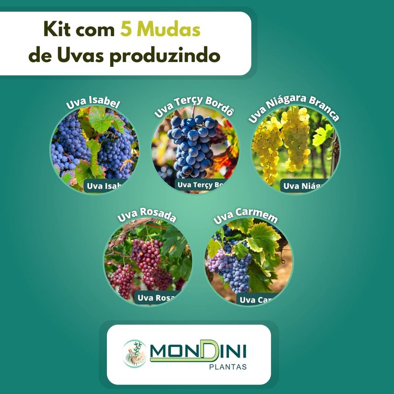 uvas produzindo