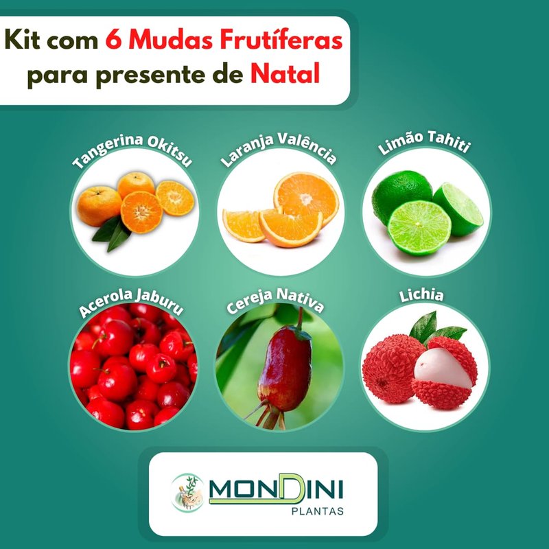 Kit Frutíferas para Presente de Natal Kit Frutíferas para Presente de Natal