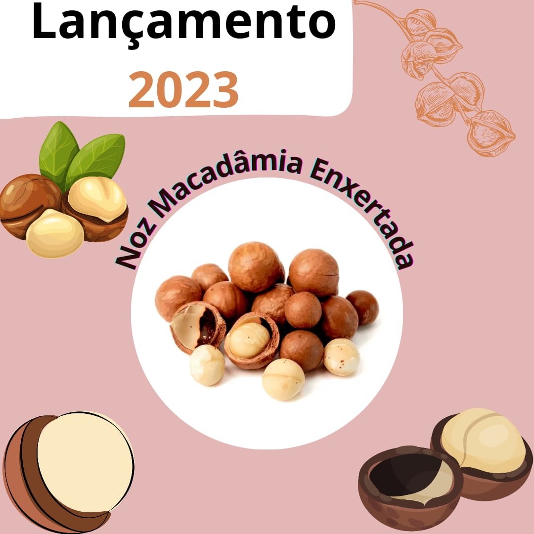 Muda De Noz Macadâmia Enxertada 9207